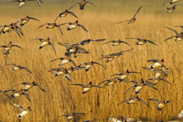 Eurasian Wigeon (Mareca penelope) male flying, Noordholland, Netherlands