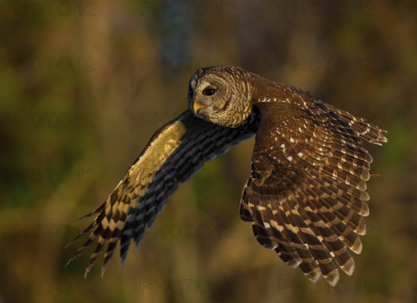 Barred Owl (Strix varia) flying, Florida, USA