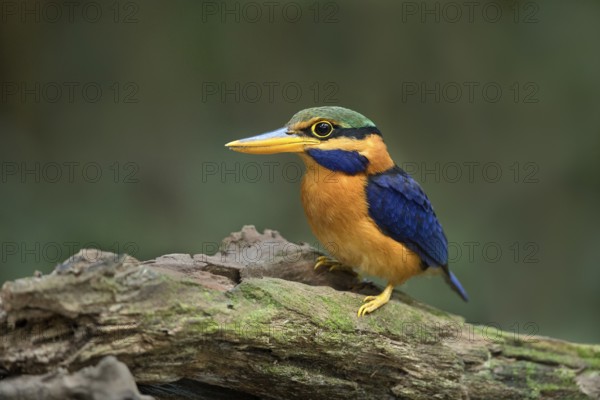 Rufous-collared Kingfisher (Actenoides concretus) male perched on a branch, Pahang, Malaysia