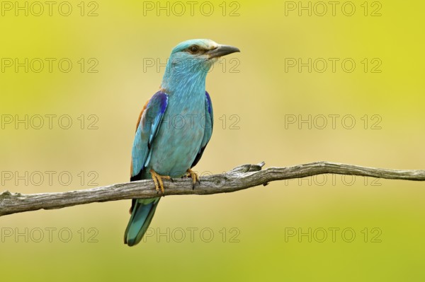 European Roller sitting on the branch, blurred yellow background. Wildlife scene from Europe nature. Colourful blue bird. Birdwatching in Hungary