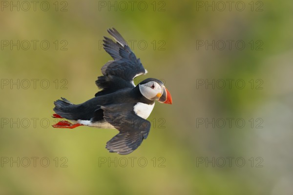 Atlantic Puffin (Fratercula arctica) flying, Iceland