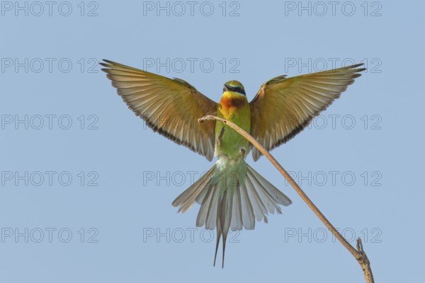 Blauschwanzspint (Merops philippinus) im Anflug auf seinen Ansitzast am Strand von Waikkal Sri Lanka