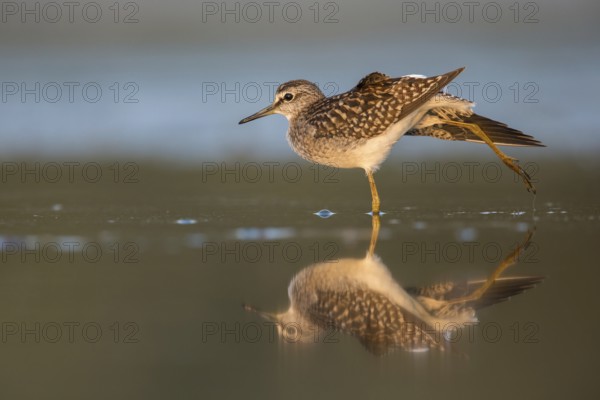 Wood Sandpiper (Tringa glareola) stretching, Poland