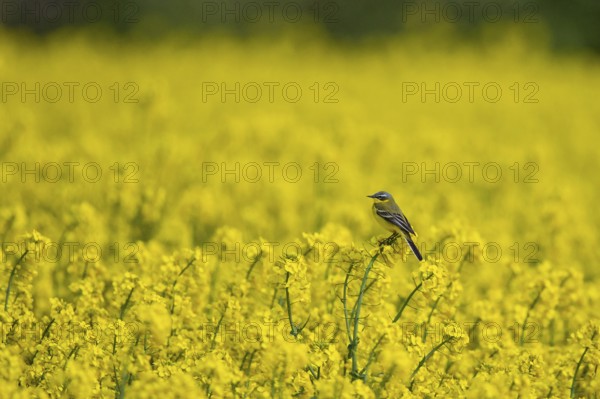Western Yellow Wagtail (Motacilla flava) male perched in flowering rape field, Baden-Wuerttemberg, Germany