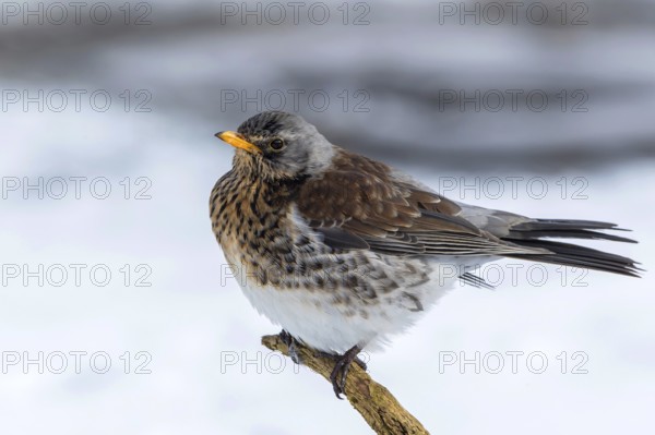 Fieldfare (Turdus pilaris) perched on a branch, Mecklenburg-Western Pomerania, Germany