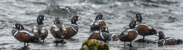 Harlequin Duck (Histrionicus histrionicus) male, Iceland