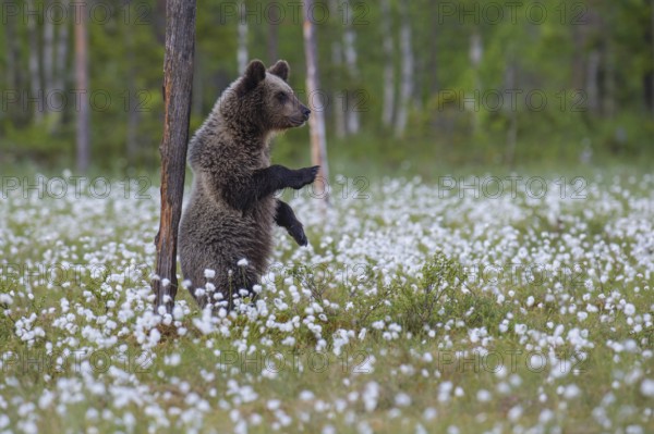 Eurasian Brown Bear (Ursus arctos) standing at tree trunk in white cottongrass, Finland