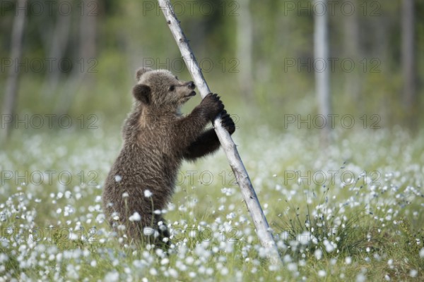 Eurasian Brown Bear (Ursus arctos) cub standing at tree trunk in white cottongrass, Finland