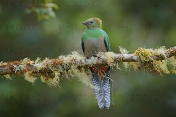 Resplendent Quetzal, Savegre in Costa Rica with green forest in background. Magnificent sacred green and red bird. Detail portrait of beautiful tropic animal. Bird with long tail