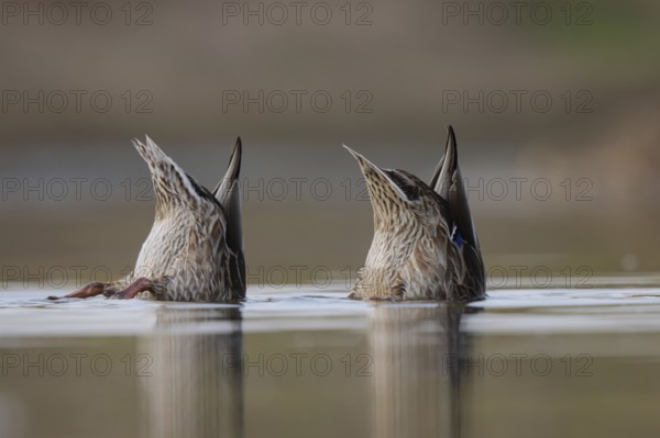 Mallard (Anas platyrhynchos) females dabbling, North Rhine-Westphalia, Germany