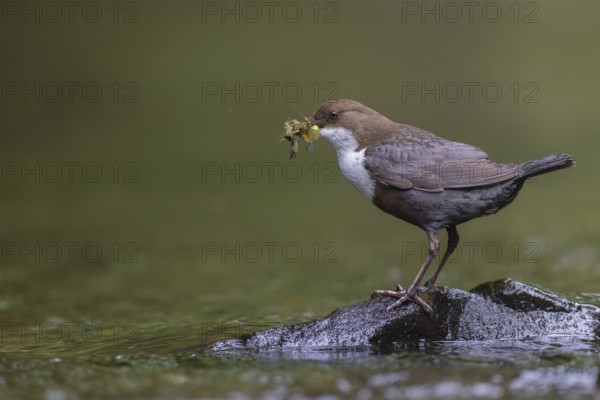 White-throated Dipper (Cinclus cinclus) with food in its beak, North Rhine-Westphalia, Germany
