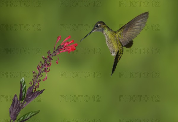Magnificent Hummingbird (Eugenes fulgens) - San Gerrardo de Dota, Costa Rica