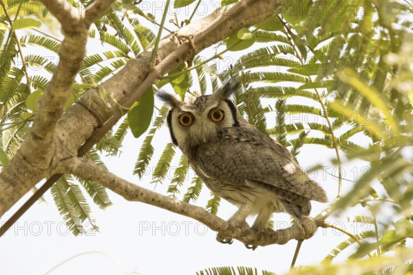 Northern White-faced Owl (Ptilopsis leucotis), Gambia