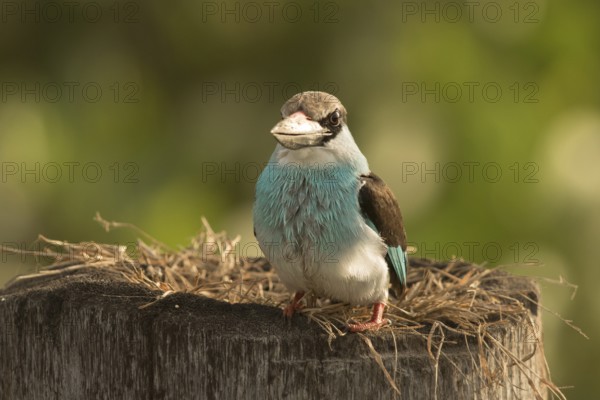 Blue-breasted Kingfisher (Halcyon malimbica), Gambia