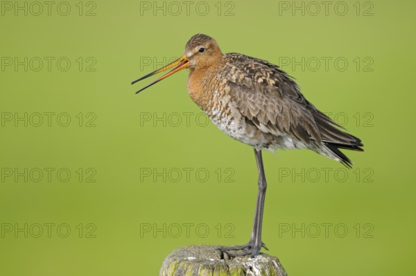 Uferschnepfe (Limosa limosa), Black-tailed Godwit, rufender Altvogel auf Sitzwarte, Mai, Nijkerk, Niederlande