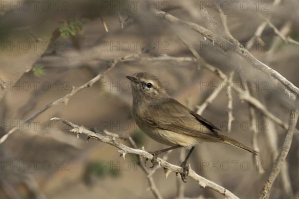 Plain Leaf Warbler (Phylloscopus neglectus), Oman