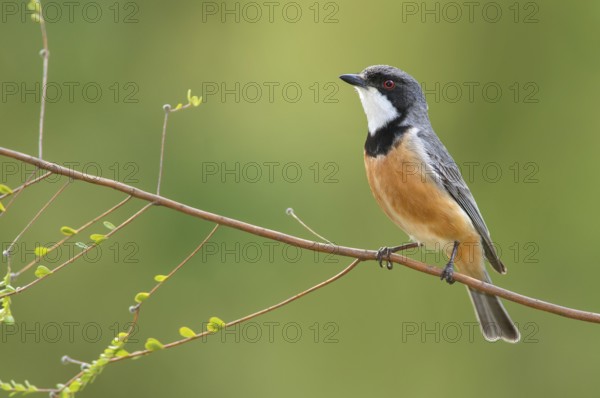 Rufous Whistler (Pachycephala rufiventris) male, Victoria, Australia