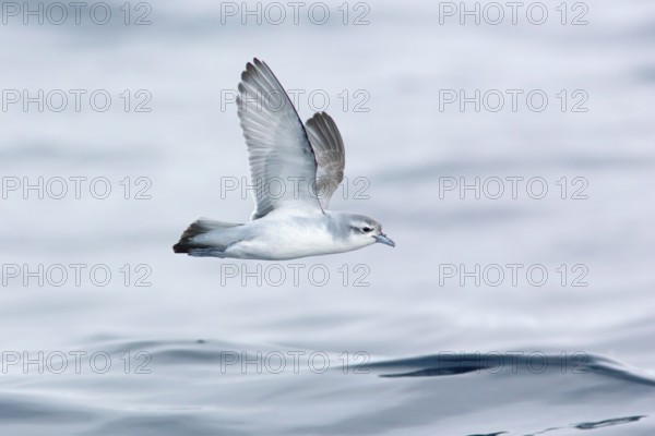 Fairy Prion (Pachyptila turtur) flying, Victoria, Australia