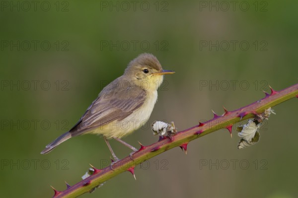 Melodious Warbler (Hippolais polyglotta) male, Rhineland-Palatinate, Germany
