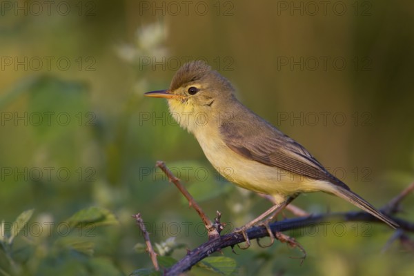 Melodious Warbler (Hippolais polyglotta) male, Rhineland-Palatinate, Germany