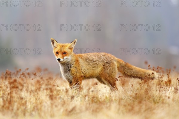 Red Fox hunting, Vulpes vulpes, wildlife scene from Europe. Orange fur coat animal in the nature habitat. Fox on the green forest meadow