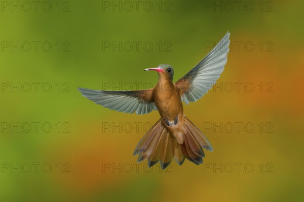 Cinnamon Hummingbird Amazilia rutila rutila Puerto Vallarta, Jalisco, Mexico 14 June Adult in flight. Trochilidae