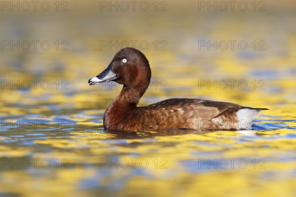 Hardhead (Aythya australis) male, Australia