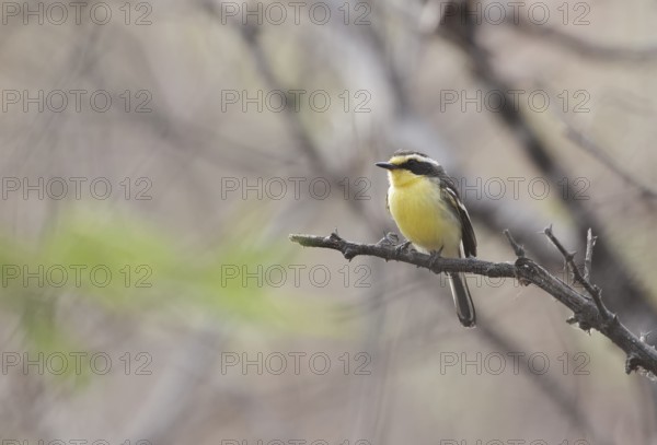 Tumbes Tyrant (Tumbezia salvini) perched on a branch, Lambayeque, Peru