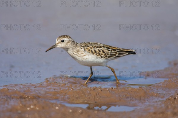 Least Sandpiper Calidris minutilla Beaver Bay, Minnesota, United States 15 September Adult Scolopacidae