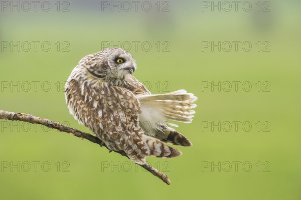 Short-eared Owl (Asio flammeus) perched on a branch, Emilia-Romagna, Italy