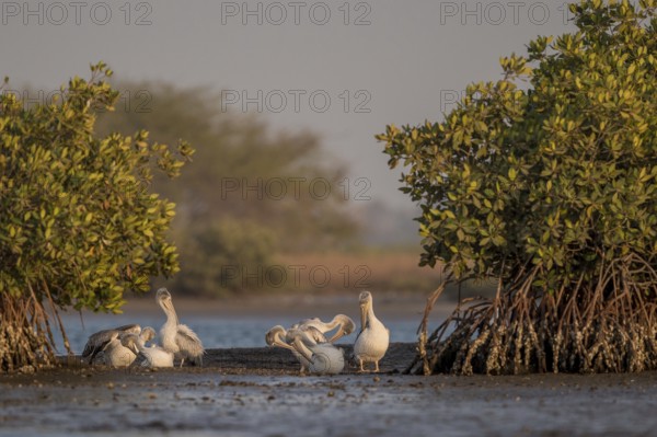 Pink-backed Pelican (Pelecanus rufescens) group preening, Senegal