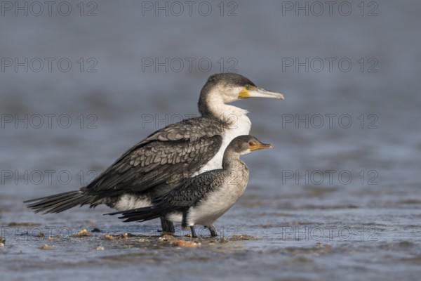 Great Cormorant & Reed Cormorant (Phalacrocorax carbo & Microcarbo africanus), Senegal