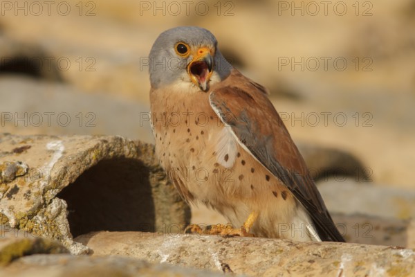 Lesser Kestrel (Falco naumanni), male calling, Castile-La Mancha