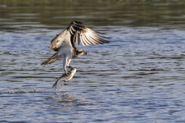 Western Osprey (Pandion haliaetus) flying with fish prey in its claws, Mecklenburg-Western Pomerania, Germany