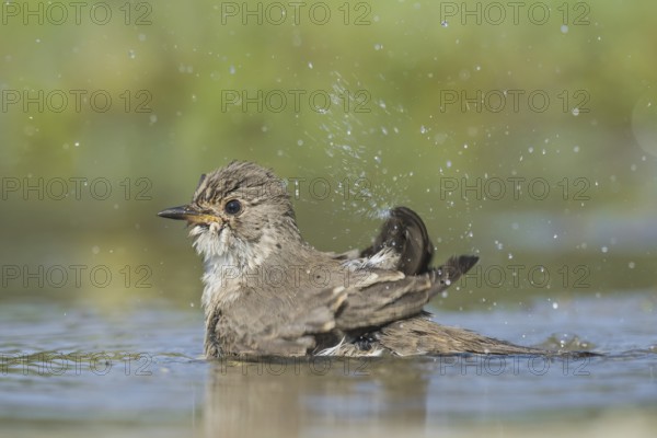 Spotted Flycatcher (Muscicapa striata) bathing, Aosta Valley, Italy