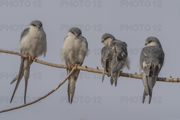 Scissor-tailed Kite (Chelictinia riocourii) group of four perched in tree, Senegal