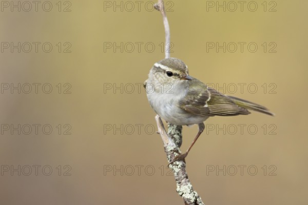 Yellow-browed Warbler - Gelbbrauen-Laubsänger - Phylloscopus inornatus, Russia (Ural)