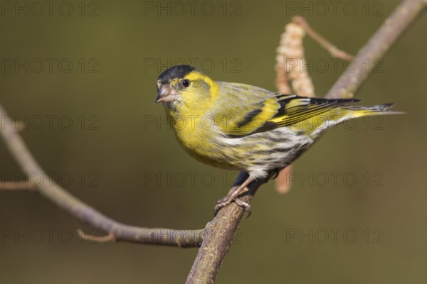 Eurasian Siskin - Erlenzeisig - Carduelis spinus, adult male, Germany