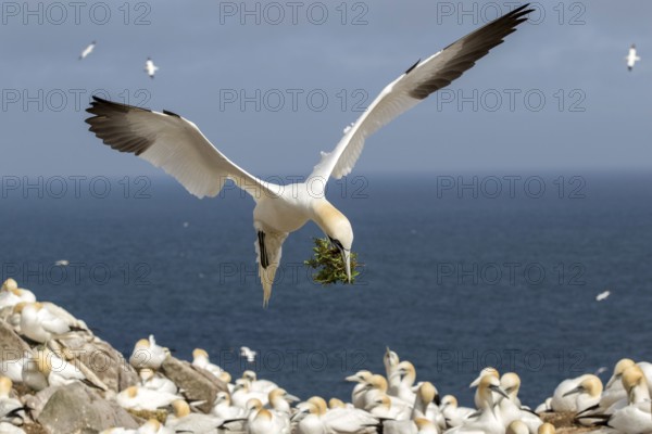 Northern Gannet (Morus bassanus) colony, Saltee Islands, Ireland
