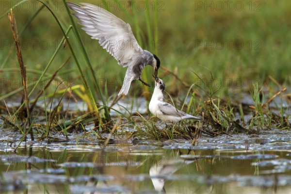 Whiskered Tern (Chlidonias hybrida) feeding juvenile, Castile-La Mancha, Spain