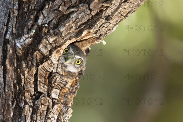 Northern Pygmy-Owl Glaucidium gnoma Huachuca Mountains, Cochise County, Arizona, United States 4 June Immature in nest hole. Strigidae