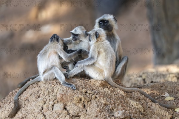 Northern plains gray langurs (Semnopithecus entellus), playing together, Bandhavgarh National Park, Gohadi, Manpur, Madhya Pradesh, India