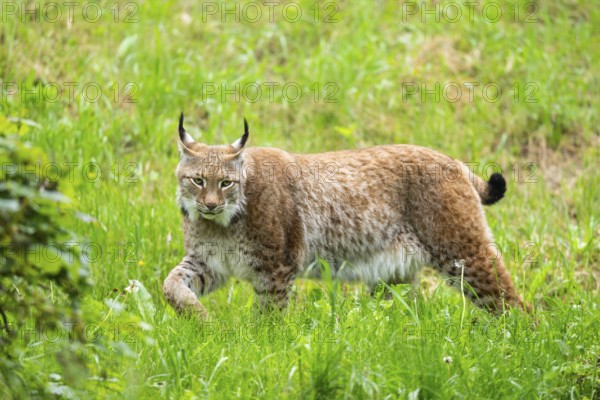 Eurasian lynx (Lynx lynx) walking in the grass, Bavaria, Germany