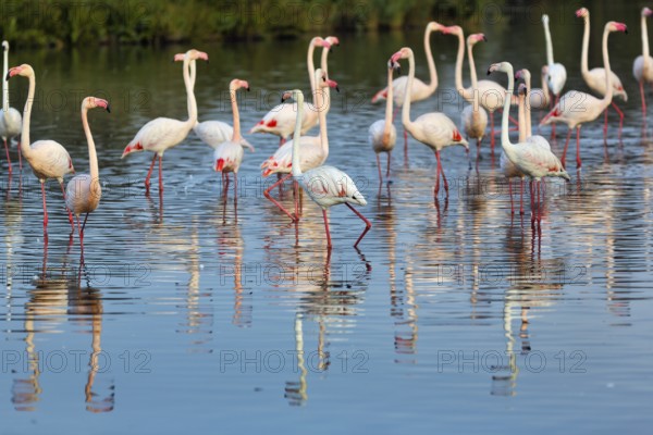 Pink flamingos (Phoenicopterus roseus), standing in the pond, Pont de Gau Bird Park, Saintes-Maries-de-la-Mer, Camargue Regional nature park Park, France