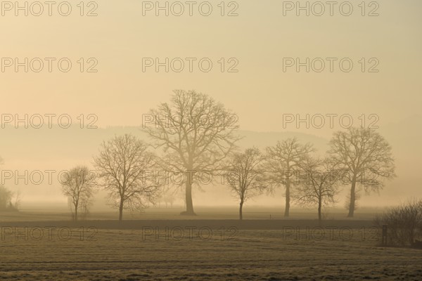 Meadows and trees in the early morning mist in the light of the rising sun, Reusstal, Aristau, Freiamt, Canton Aargau, Switzerland