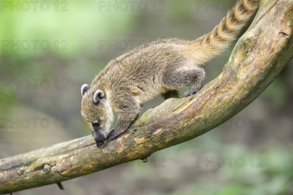South American coati (Nasua nasua) youngster klimbing a little tree, captive, Zoo Augsburg