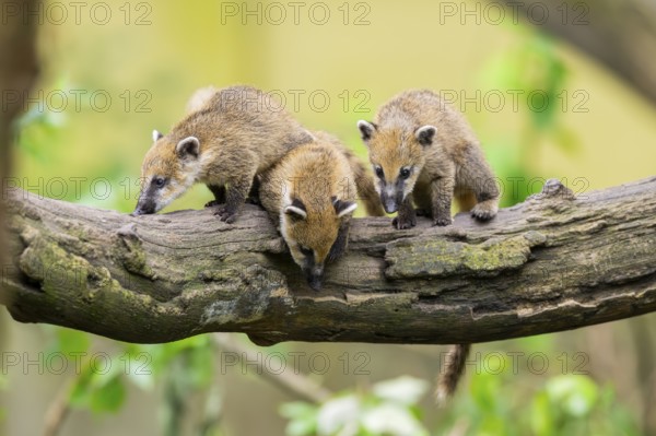 South American coati (Nasua nasua) youngsters on an old tree trunk, captive, Zoo Augsburg