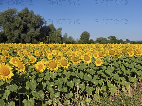 Field of flowering sunflowers (Helianthus annuus), Canton Zug, Switzerland