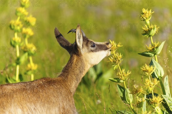 Chamois standing in a green meadow and smelling yellow flowers. Peaceful nature scene with bright colours, chamois, chamois, (Rupicapra rupicaprae), fawn, wildlife, Vosges, France