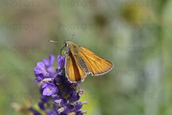 Large skipper (Ochlodes venatus), collecting nectar from a flower of Common lavender (Lavandula angustifolia), close-up, macro photograph, Wilnsdorf, North Rhine-Westphalia, Germany
